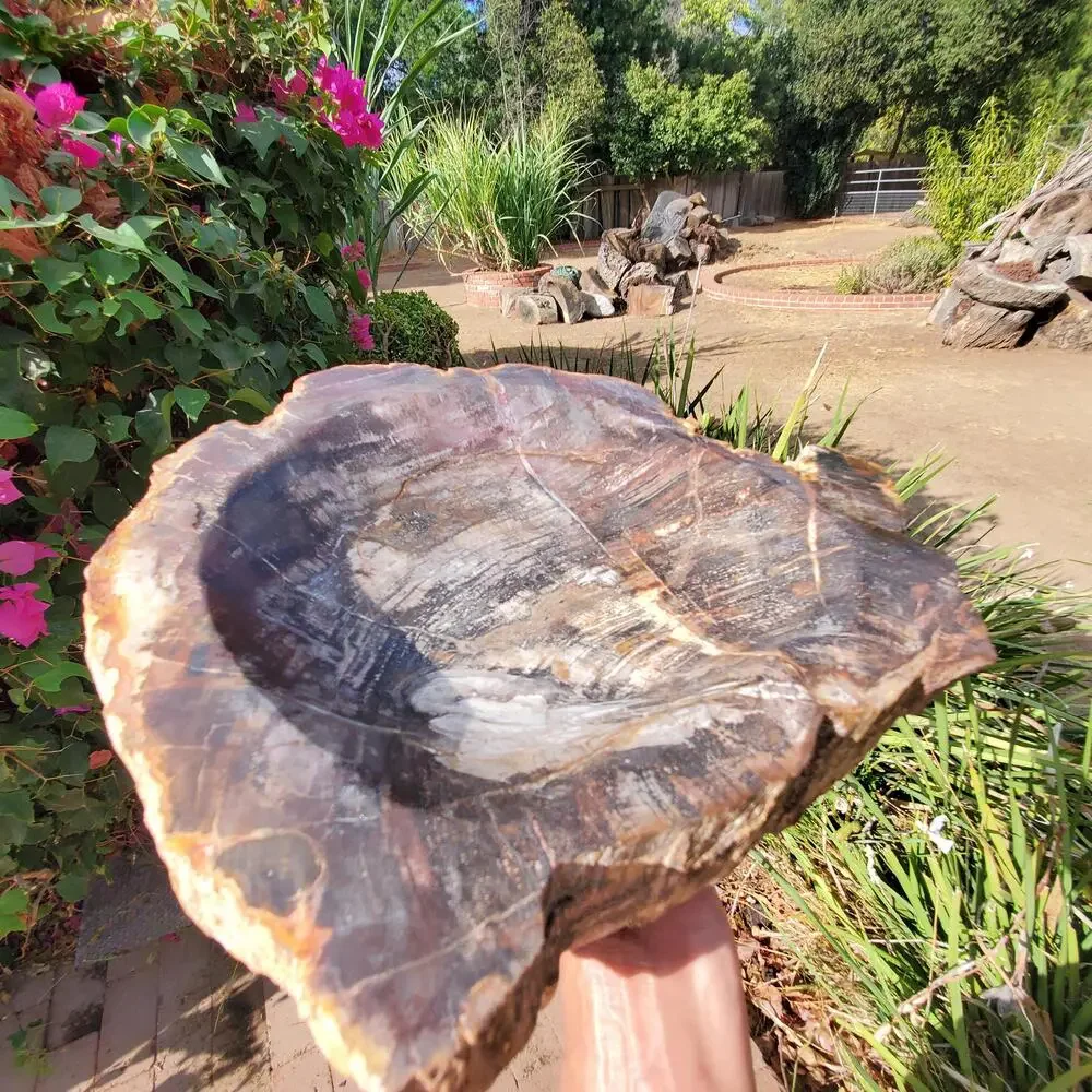 13lbs+ Red Brown XL Petrified Wood Fossilized Bowl 6210 grams